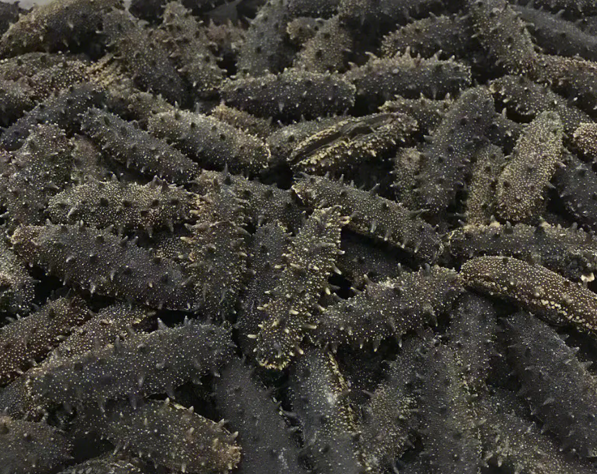 大连海参有多个不同的种类