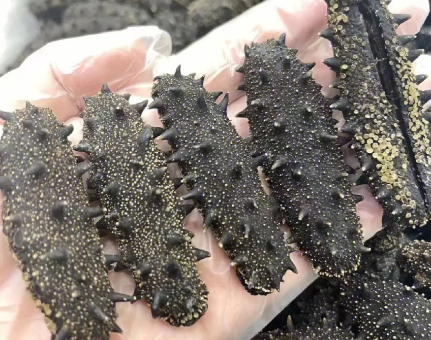 怎样鉴别大连海参的品种品质？